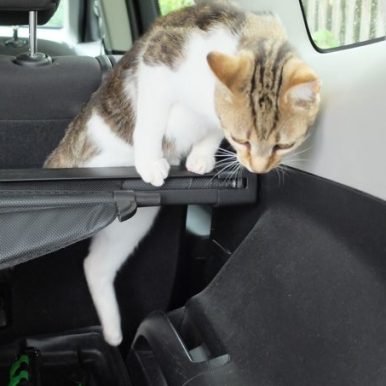 Everl_12 / Neugierde / backen mit dir